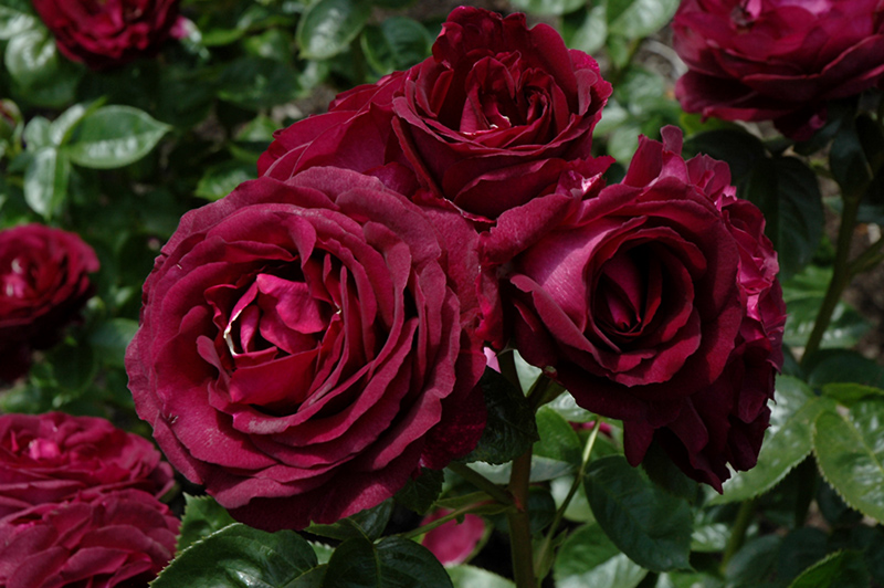 Twilight Zone Rose (Rosa 'WEKebtidere') in Oklahoma City Edmond Norman