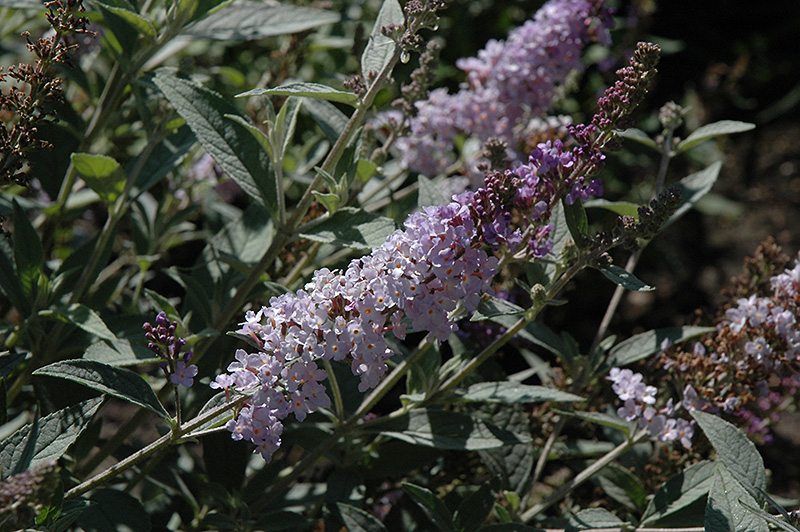 Glass Slippers Butterfly Bush (Buddleia 'Glass Slippers') in Louisville