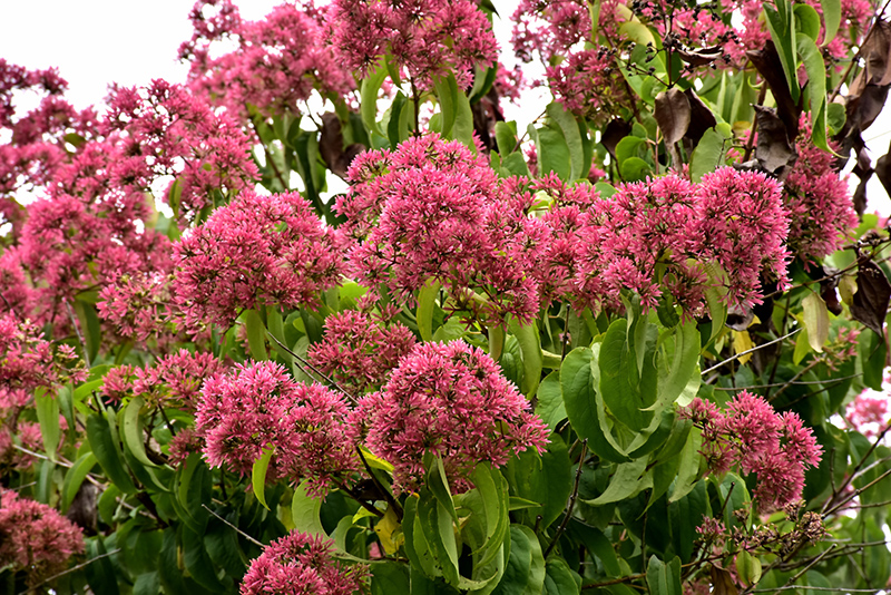 Temple Of Bloom SevenSon Flower (Heptacodium miconioides 'SMNHMRF') in