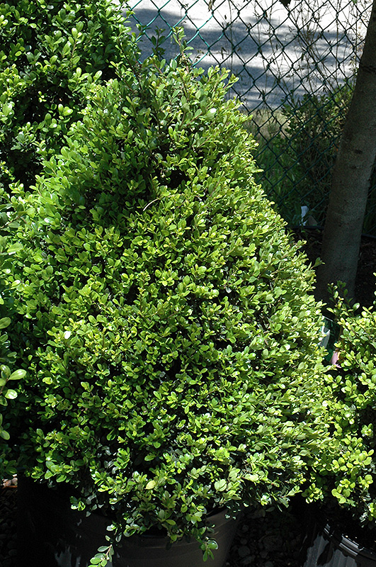 Compact Japanese Holly (Ilex crenata in Boston Hopkinton