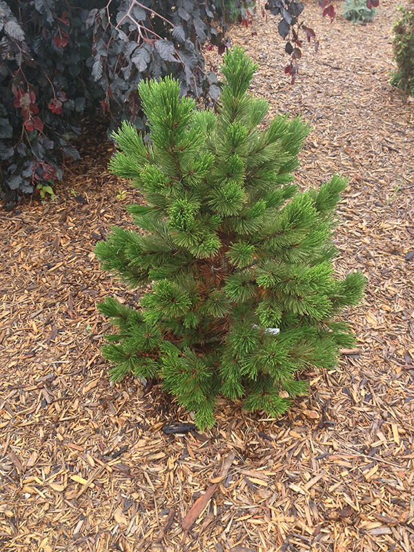 Compact Gem Bosnian Pine (Pinus heldreichii Gem') in Boston