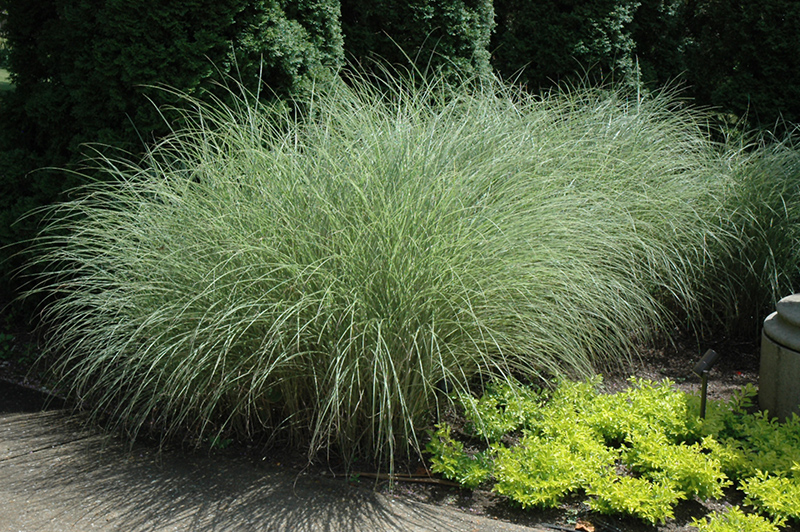 Morning Light Maiden Grass (Miscanthus sinensis 'Morning Light') in