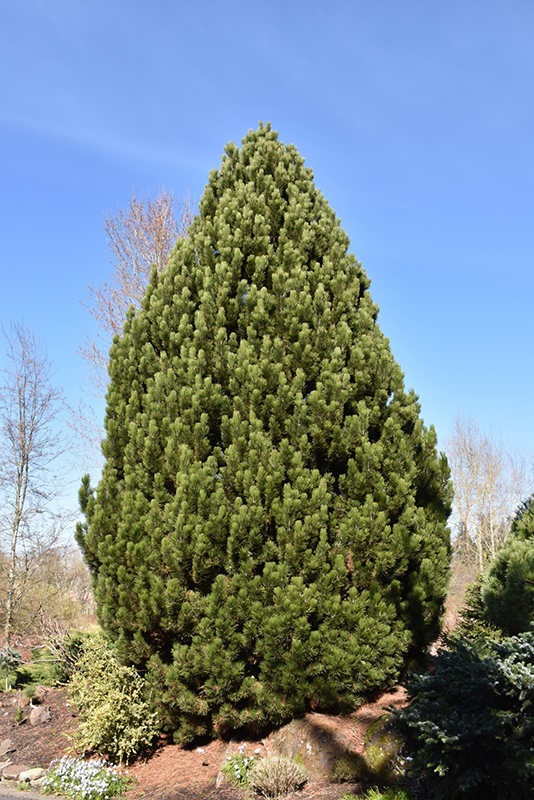 Compact Gem Bosnian Pine (Pinus heldreichii Gem') in Boston