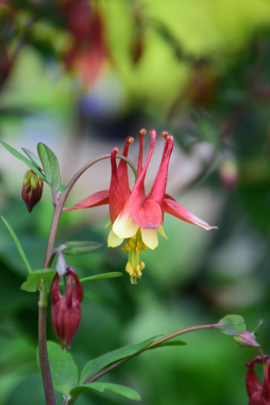 Wild Red Columbine (Aquilegia canadensis) in Boston