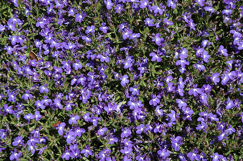 Magadi Compact Blue Lobelia (Lobelia erinus 'Magadi Compact Blue') in