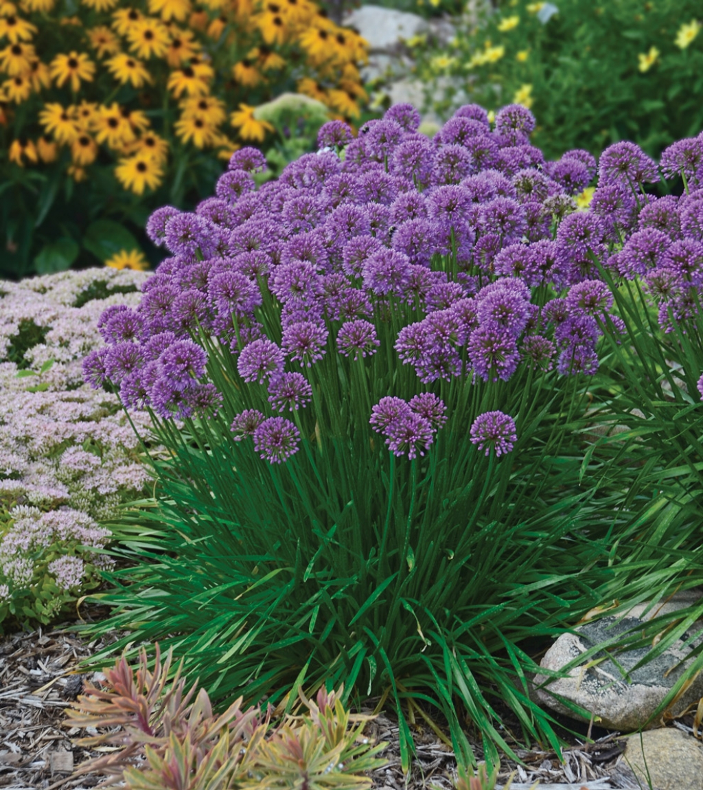 Allium 'Millenium' Ornamental Onion Plants4Home