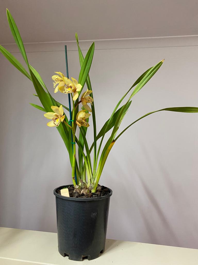 Cymbidium Orchid 170mm pot Plant Safari