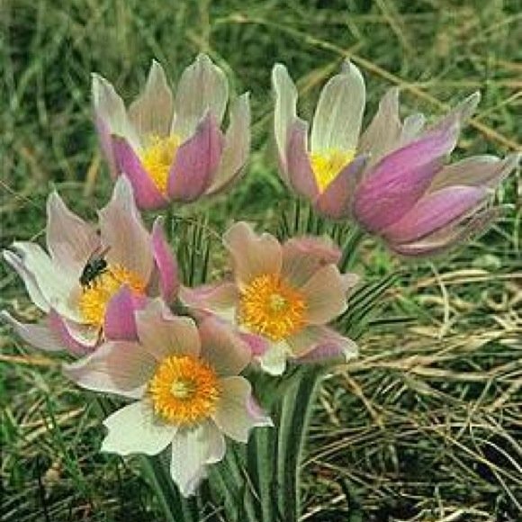 Pasque Flower, Native Wild Friends School Plant Sale