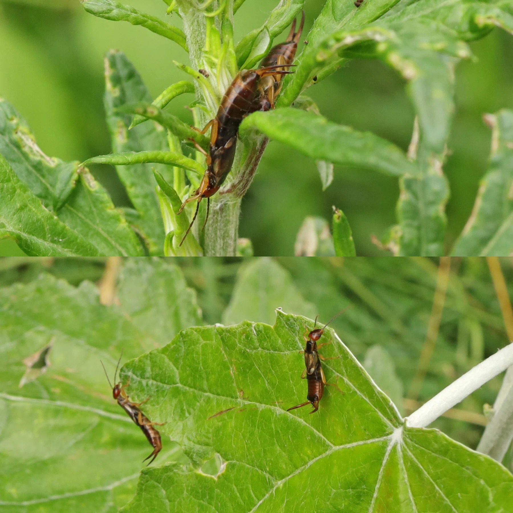 Common earwig, European earwig (Forficula auricularia)