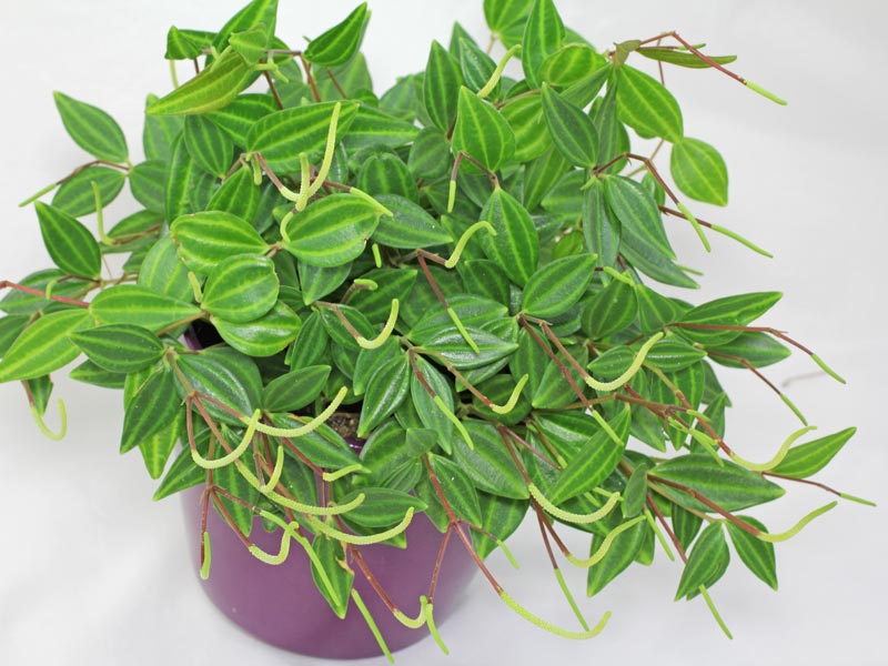 Peperomia quadrangularis