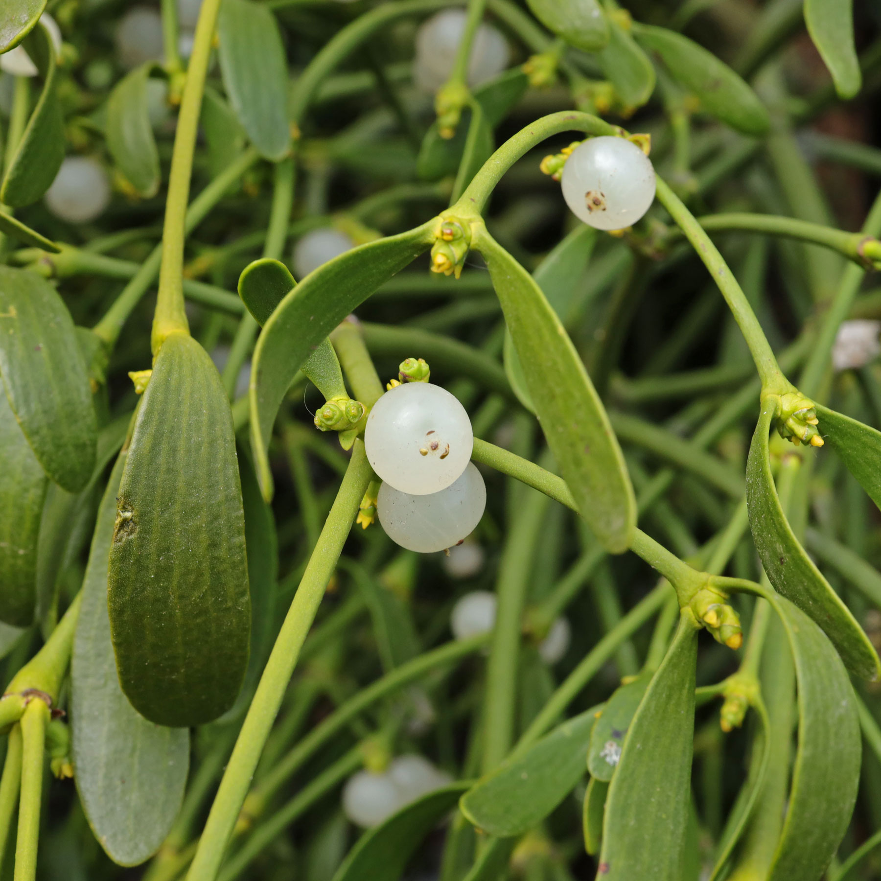 Mistletoe Flower