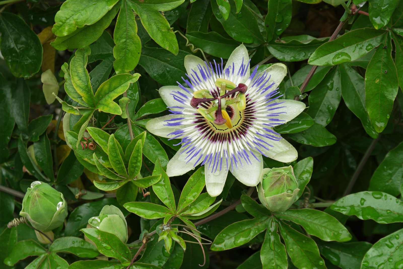 Passiflora caerulea