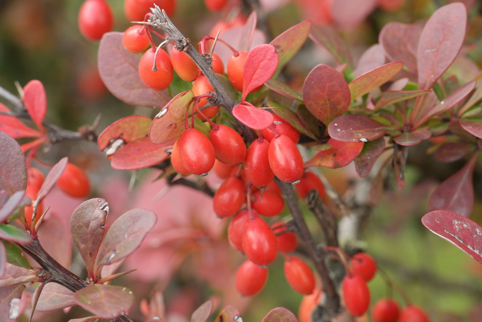 Barberry