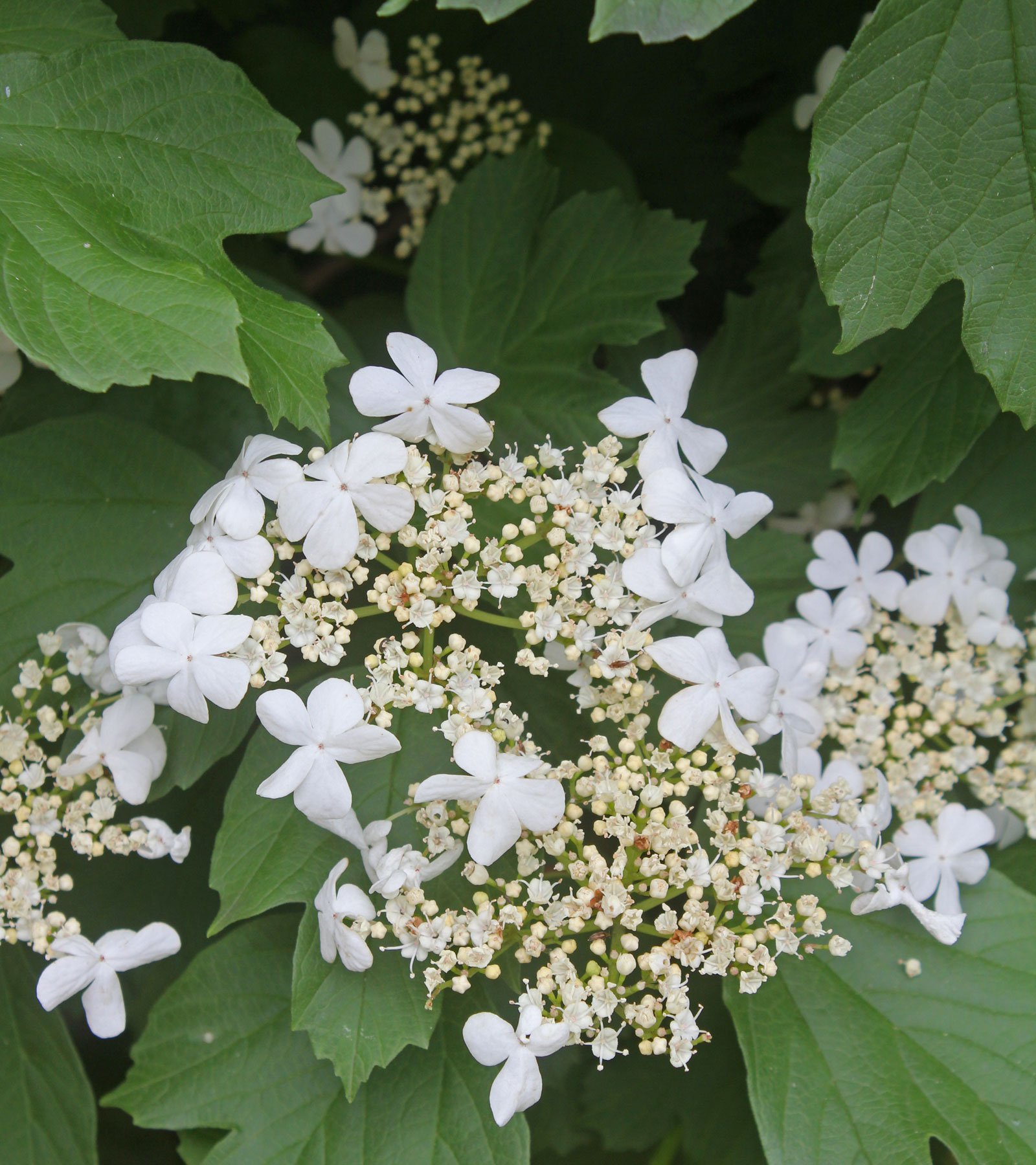 Viburnum opulus