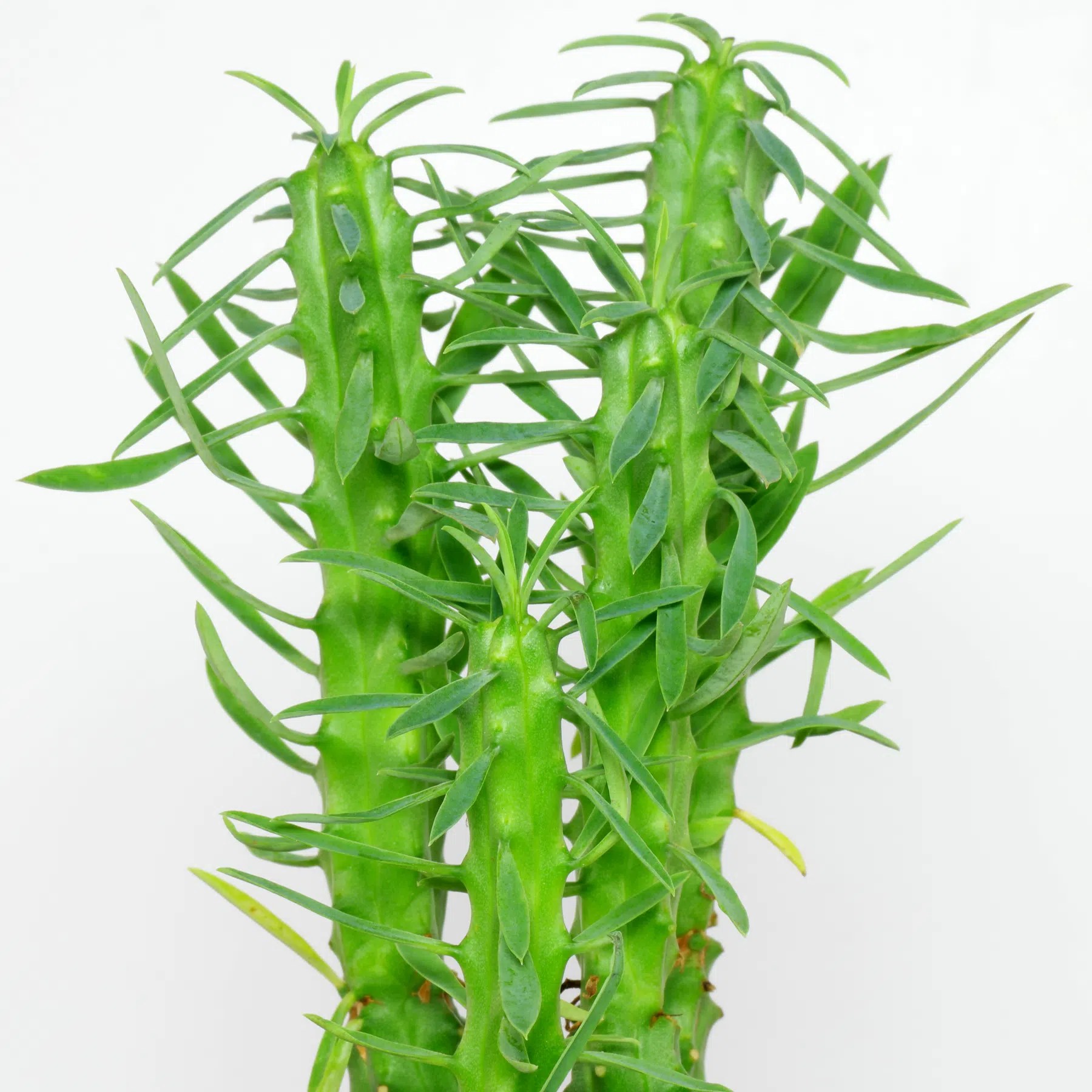 African Palm Tree (Euphorbia loricata)