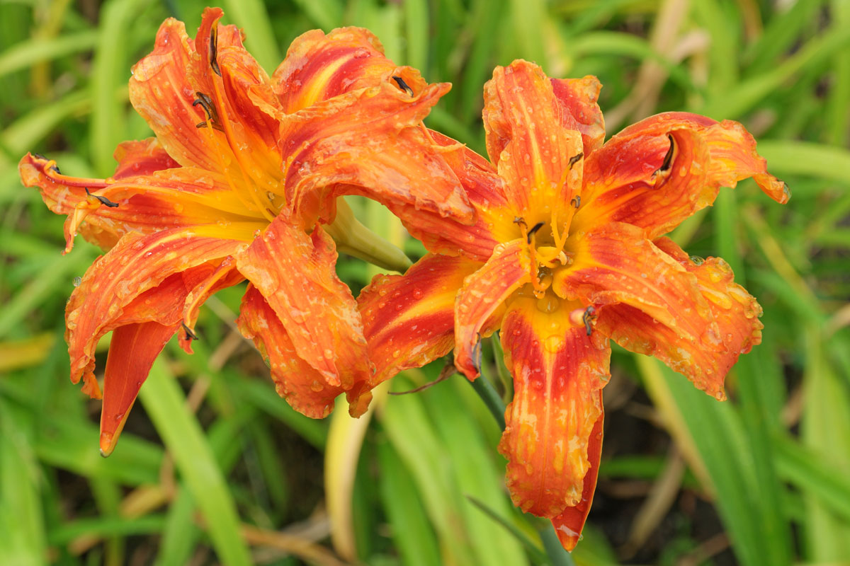 Hemerocallis fulva "Kwanso"