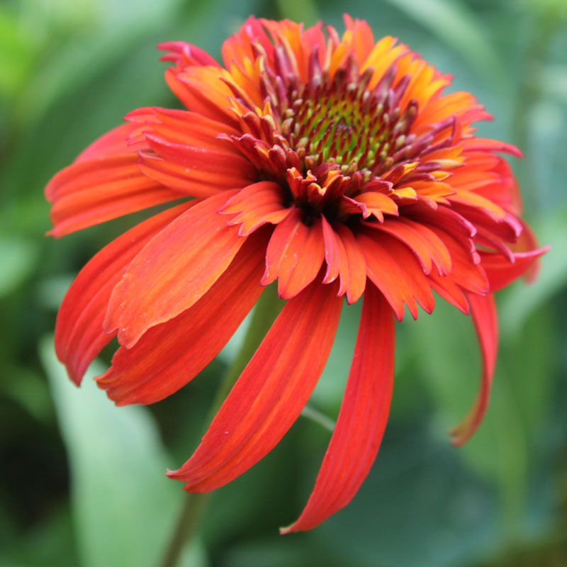Echinacea "Hot Papaya"