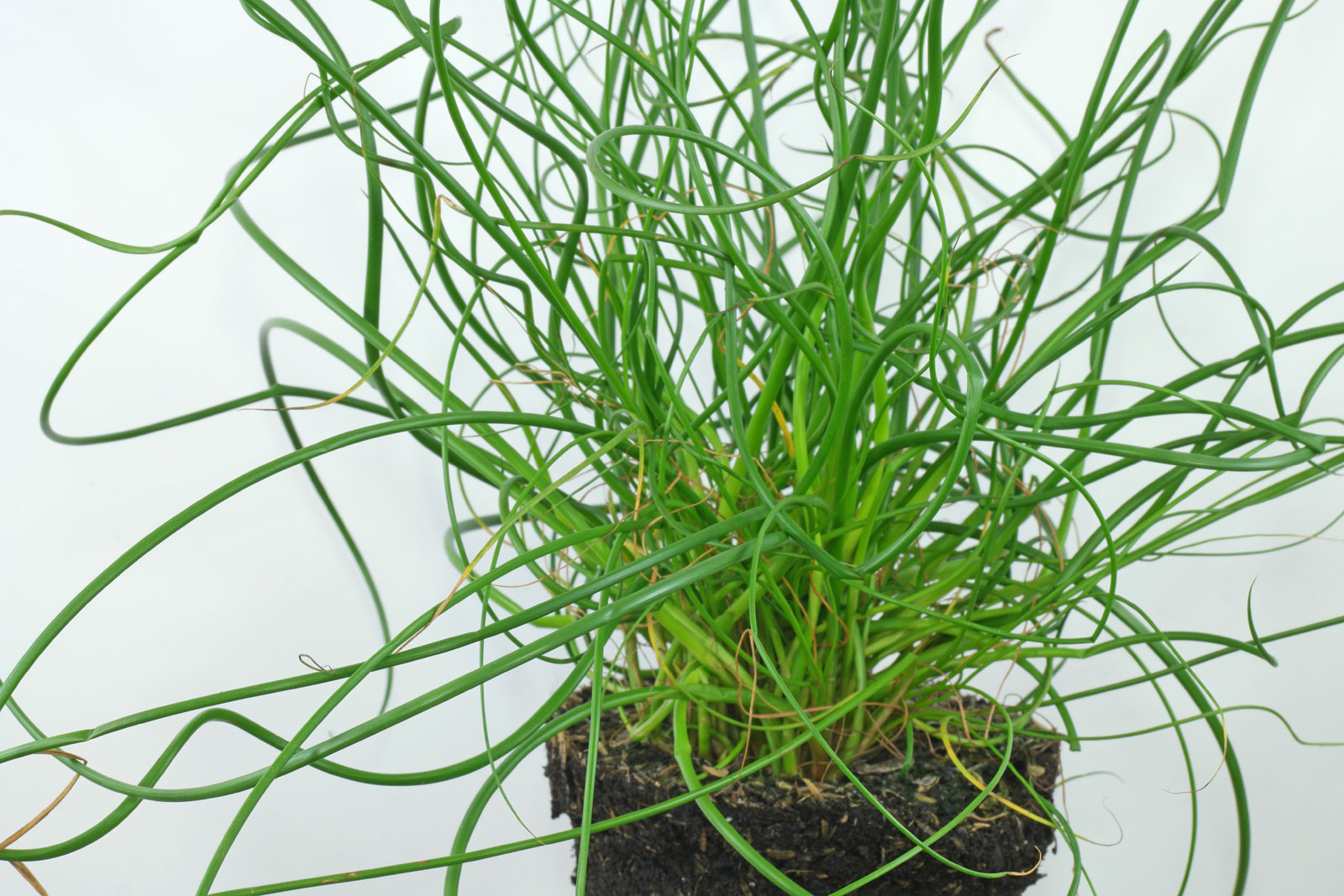 Juncus effusus "Spiralis"