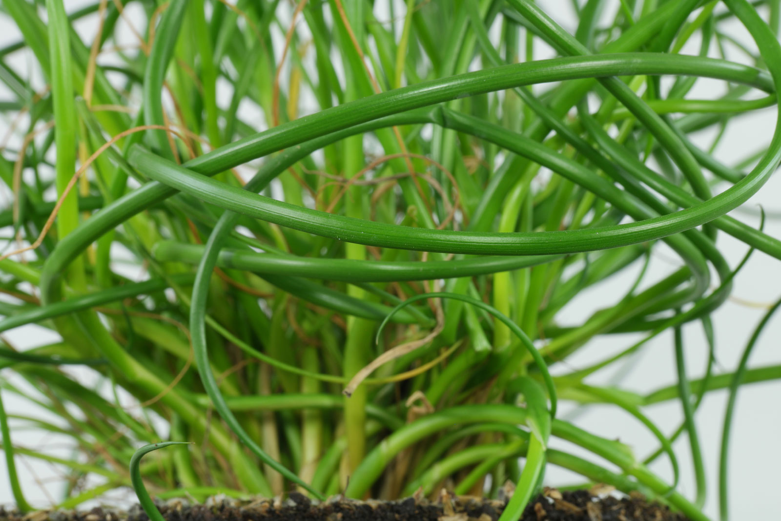 Juncus effusus "Spiralis"