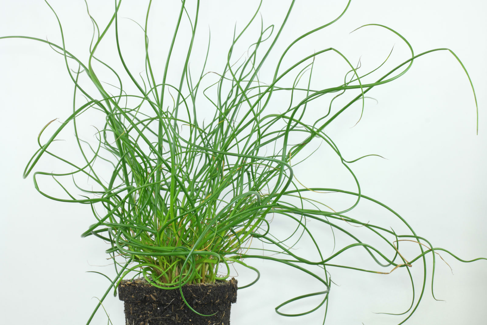 Juncus effusus "Spiralis"