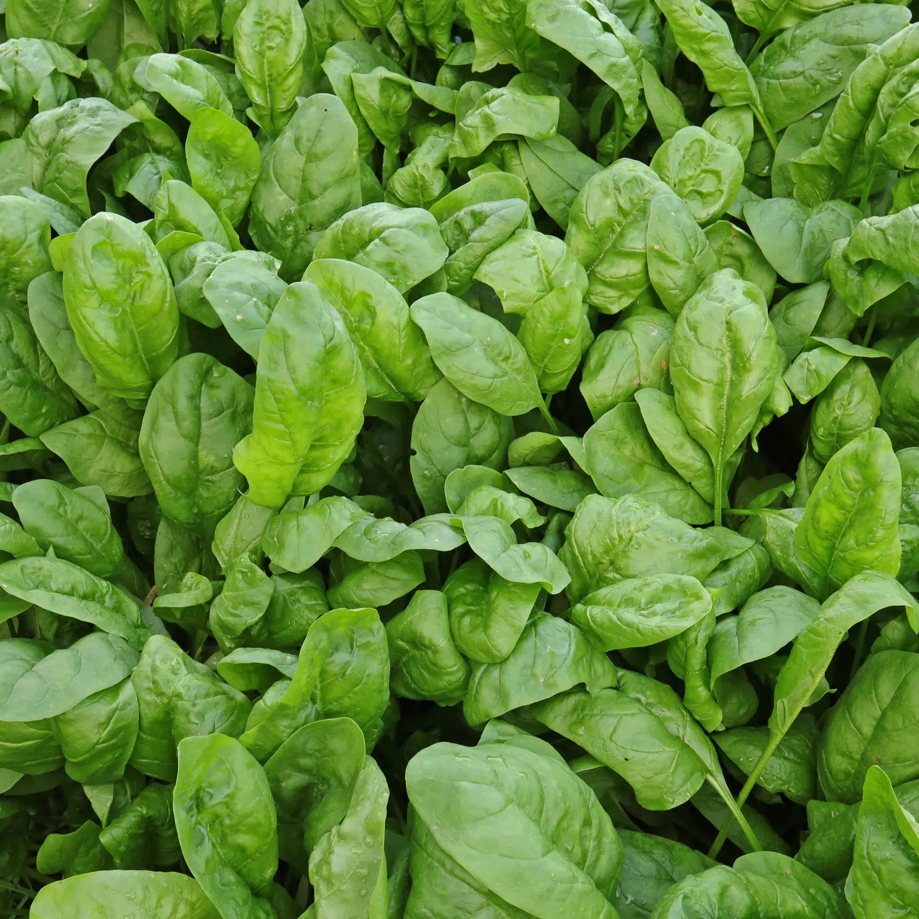 Spinach (Spinacia oleracea)