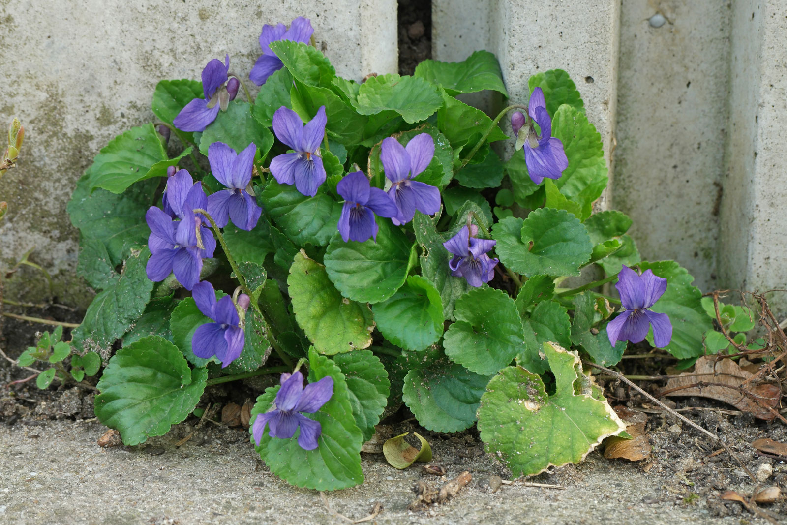 Viola odorata