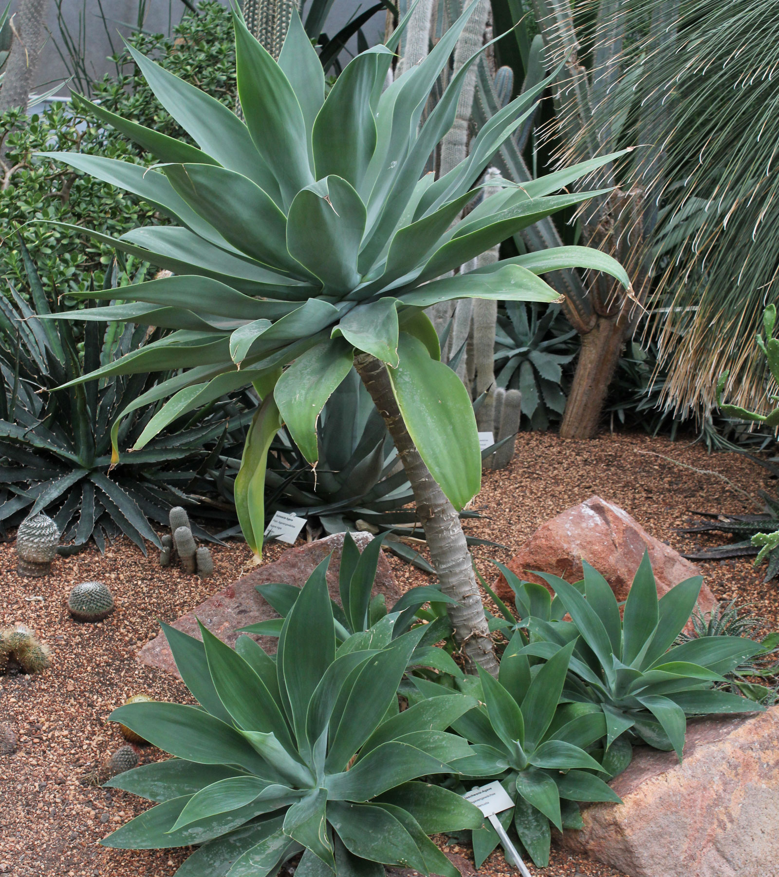 Agave attenuata