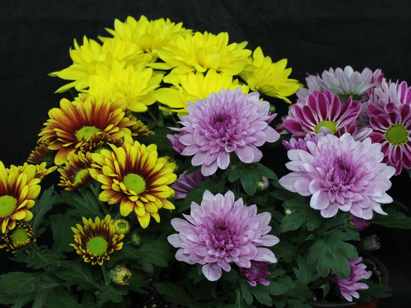 Chrysanthemum indicum hybrids