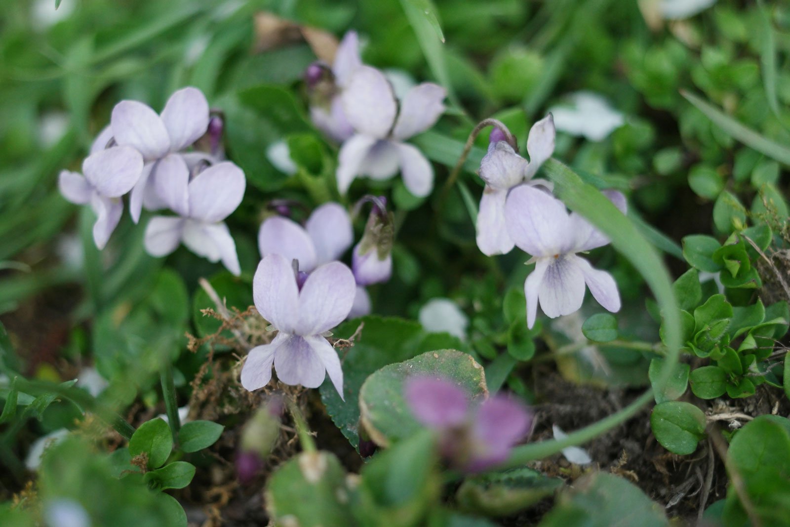 Wood Violet, Sweet Violet (Viola odorata)