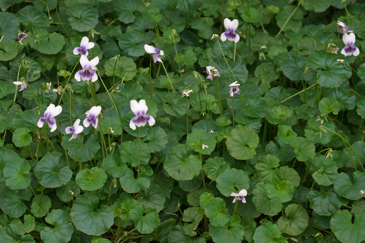 Viola hederacea