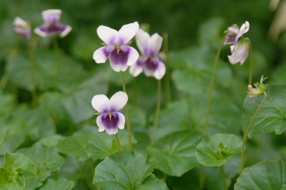 Viola hederacea