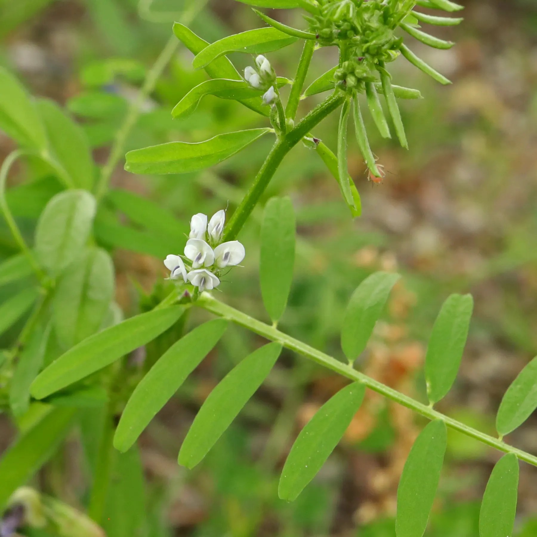 Hairy Tare (Vicia hirsuta)