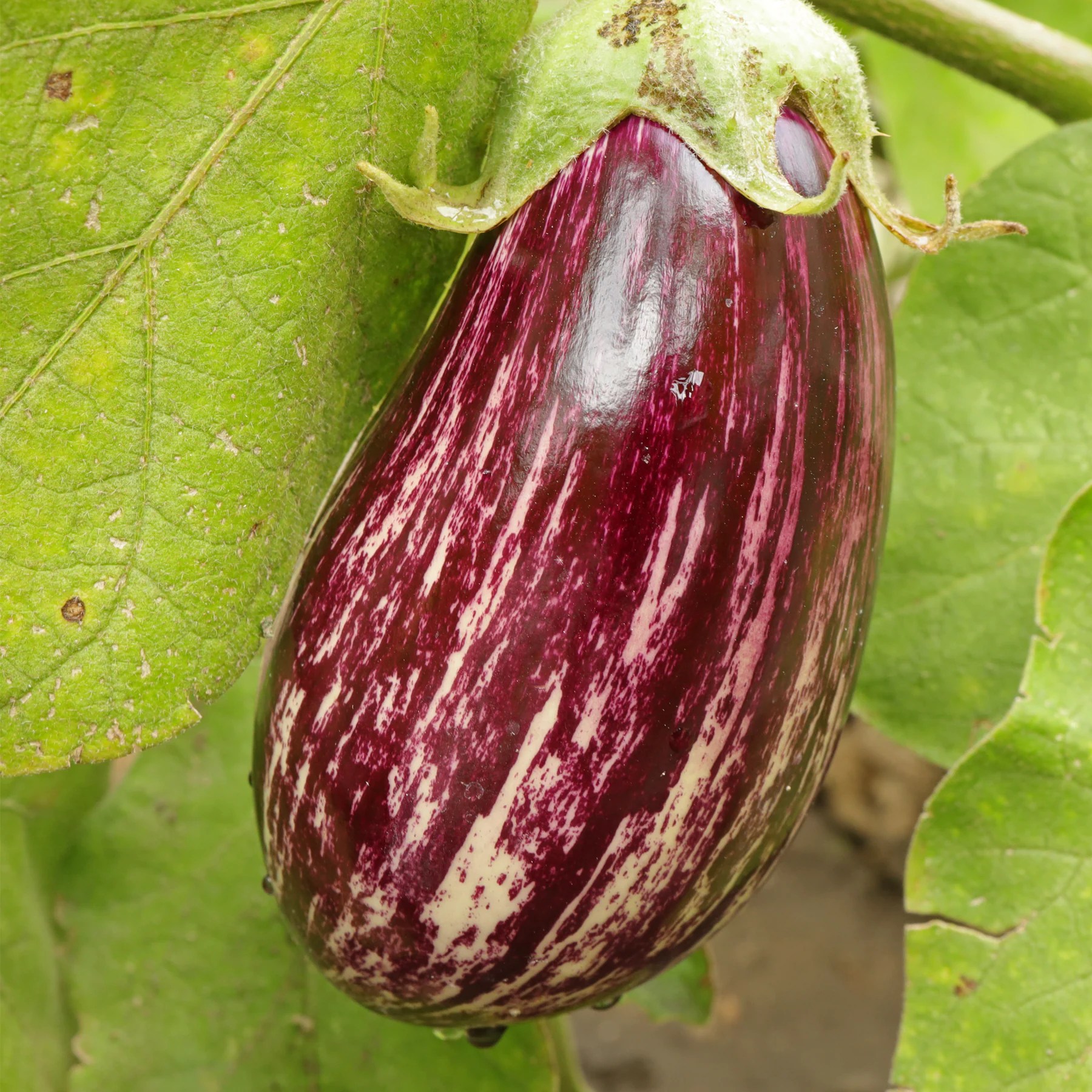 Eggplant (Solanum melongena "Lucilla")