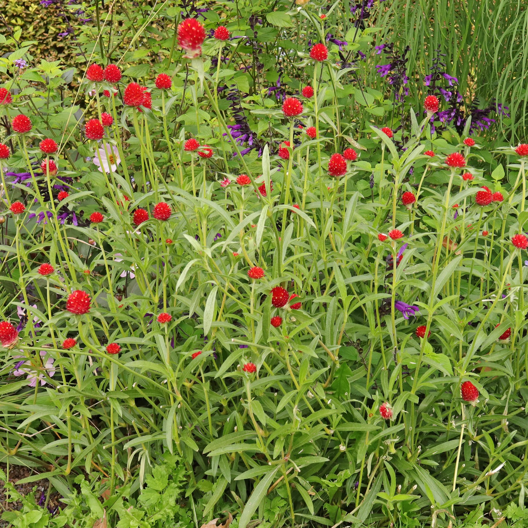 Rio Grande globe amaranth / Gomphrena haageana "Strawberry Fields"