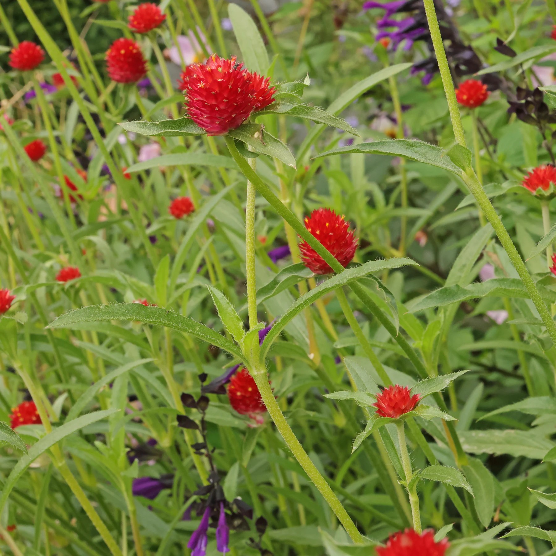 Rio Grande globe amaranth / Gomphrena haageana "Strawberry Fields"