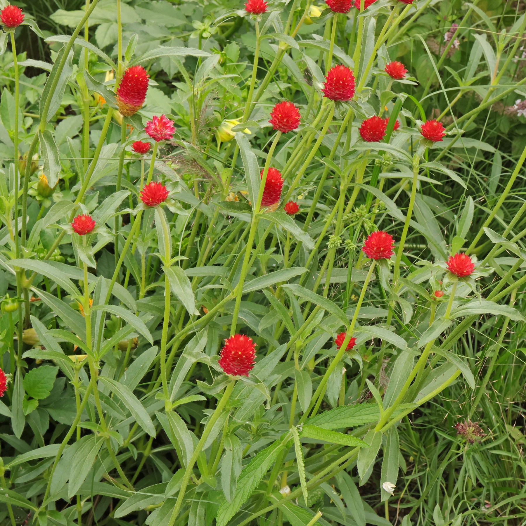 Rio Grande globe amaranth / Gomphrena haageana "Strawberry Fields"