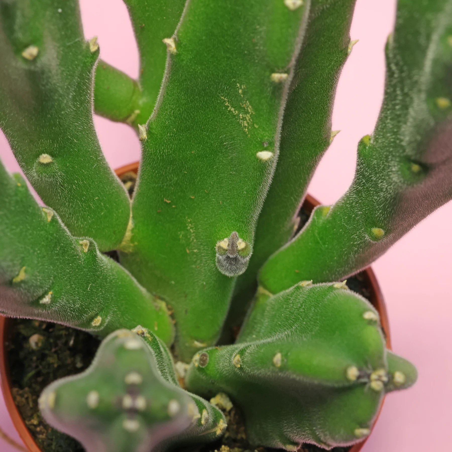 Carrion plant / Stapelia gigantea