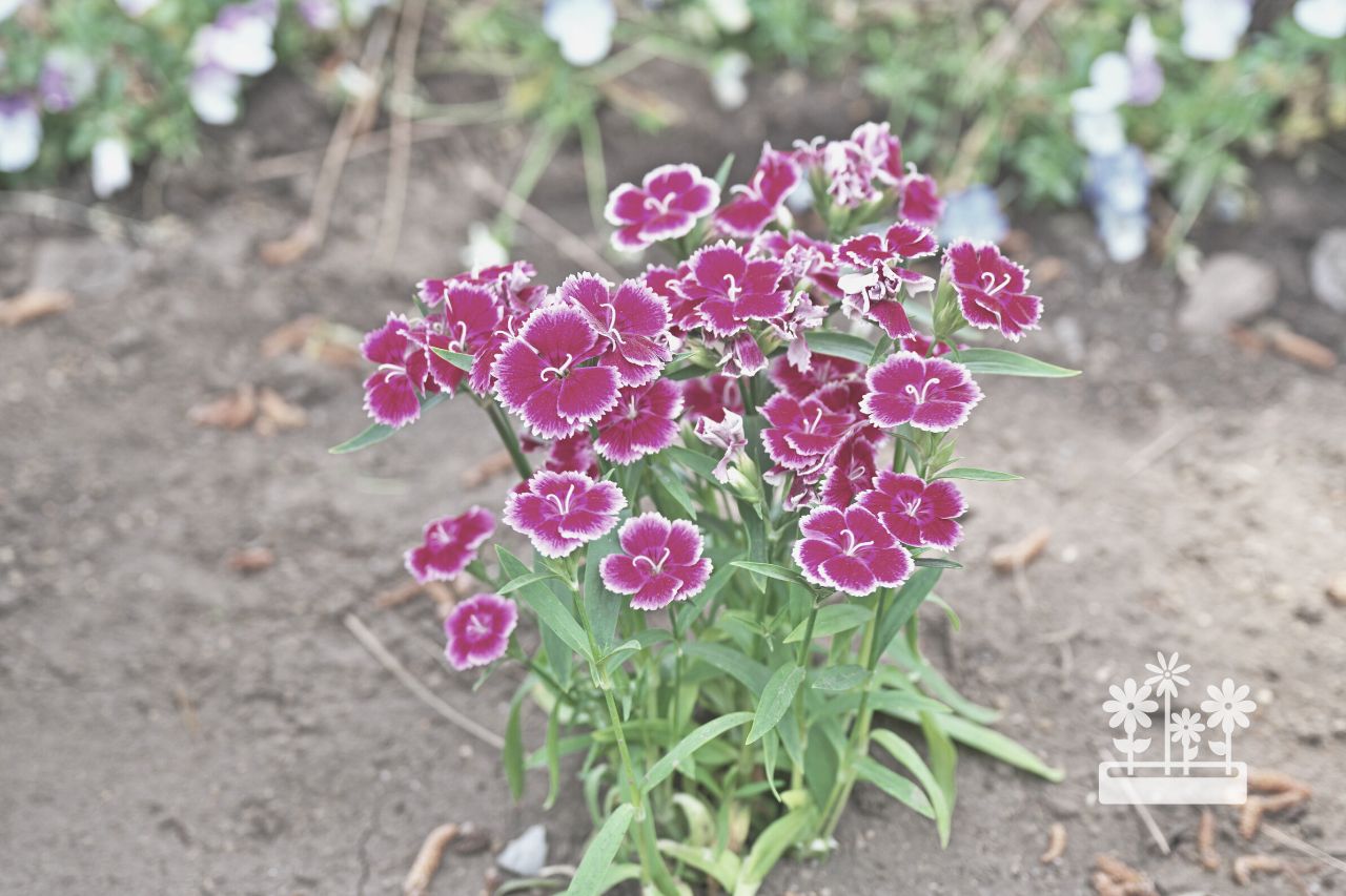 How To Prepare Dianthus For Winter? — Plants & House