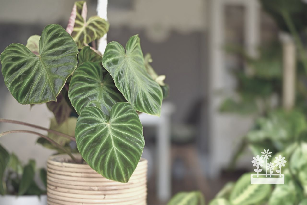 How To Keep Houseplants Alive While On Vacation? — Plants & House