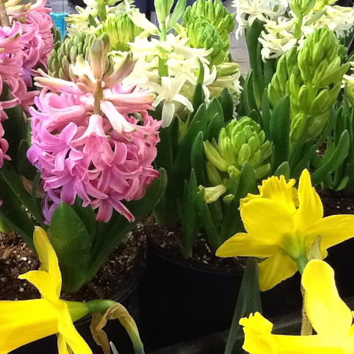 Garden and Landscaping in North Enid, OK Plants A Plenty