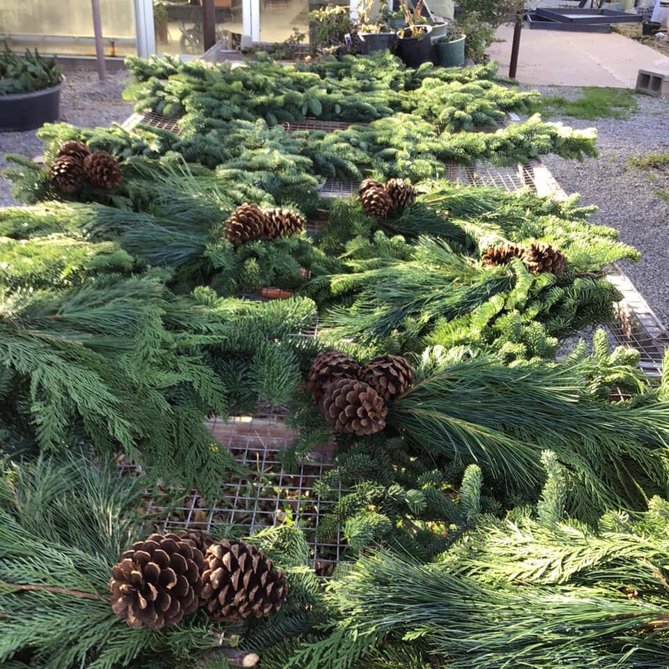 Garden and Landscaping in North Enid, OK Plants A Plenty