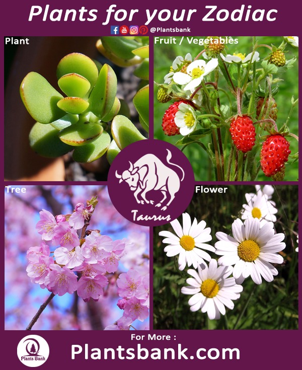 Which plant is your Zodiac soulmate?