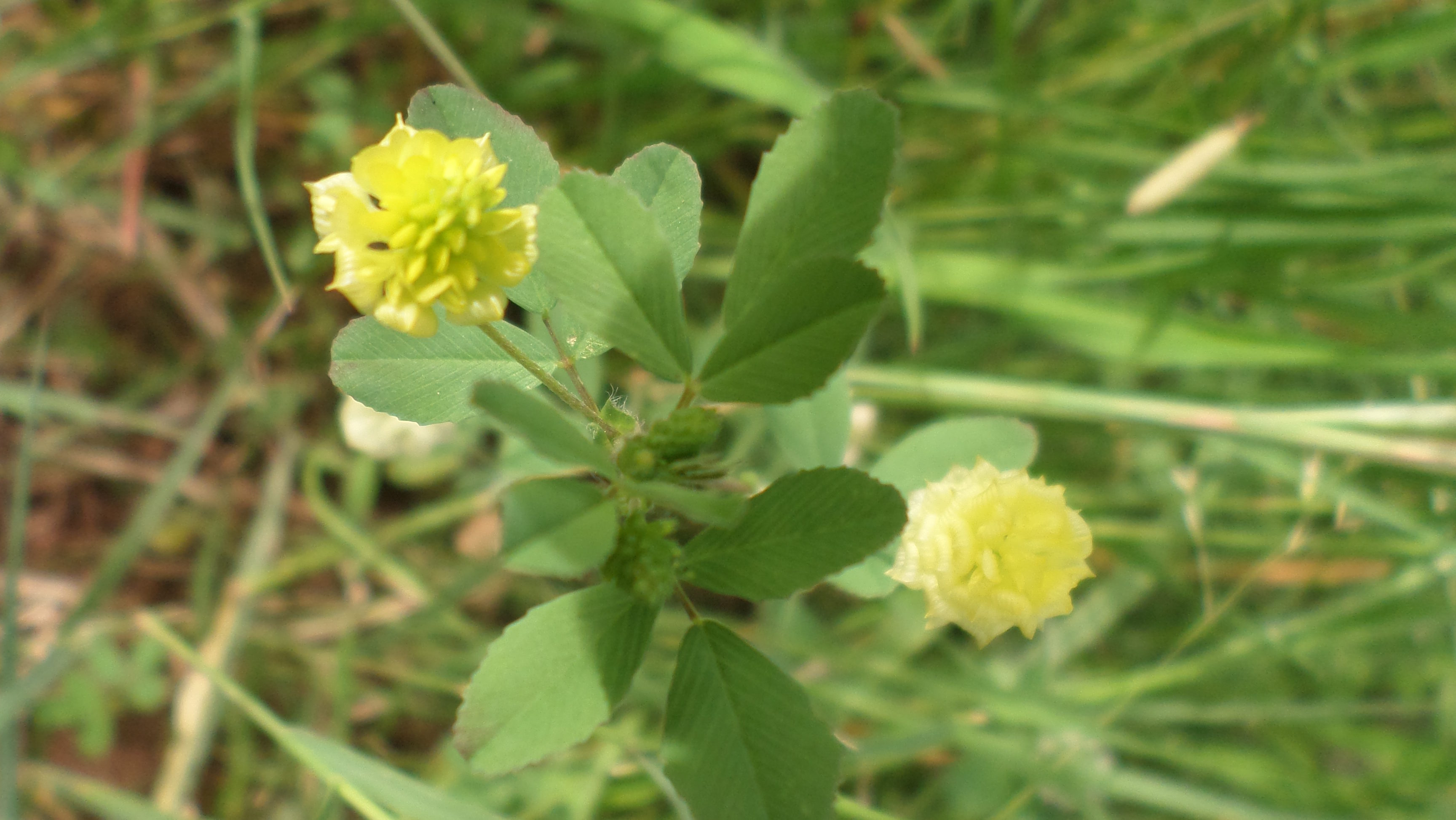 Trifolium campestre
