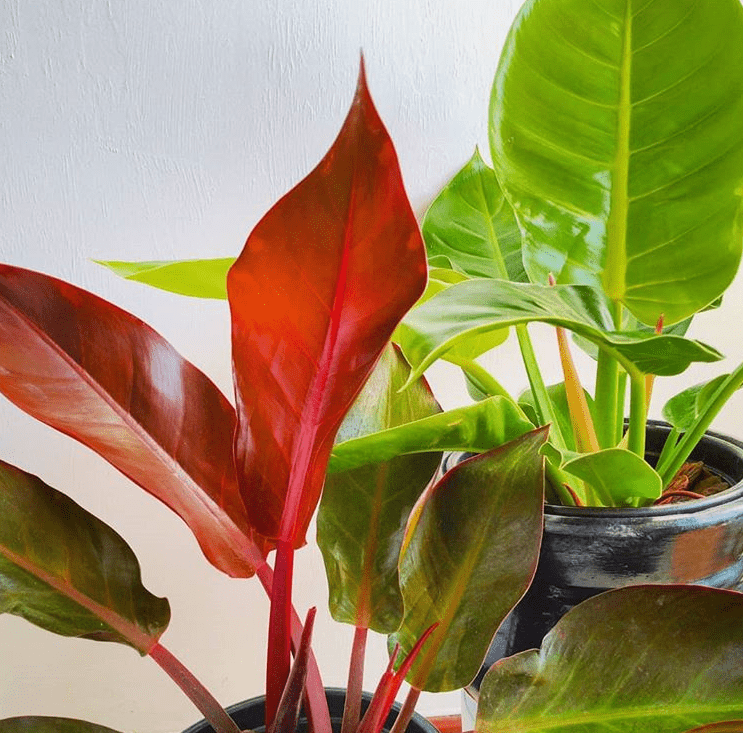 Philodendron Popular species and care tips plants bank