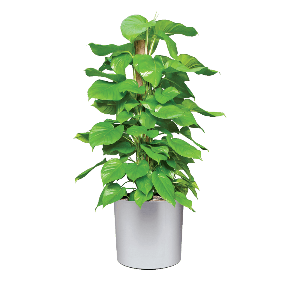 Live Pothos Plant Care Jade Pothos Low Light Plantscape LIVE