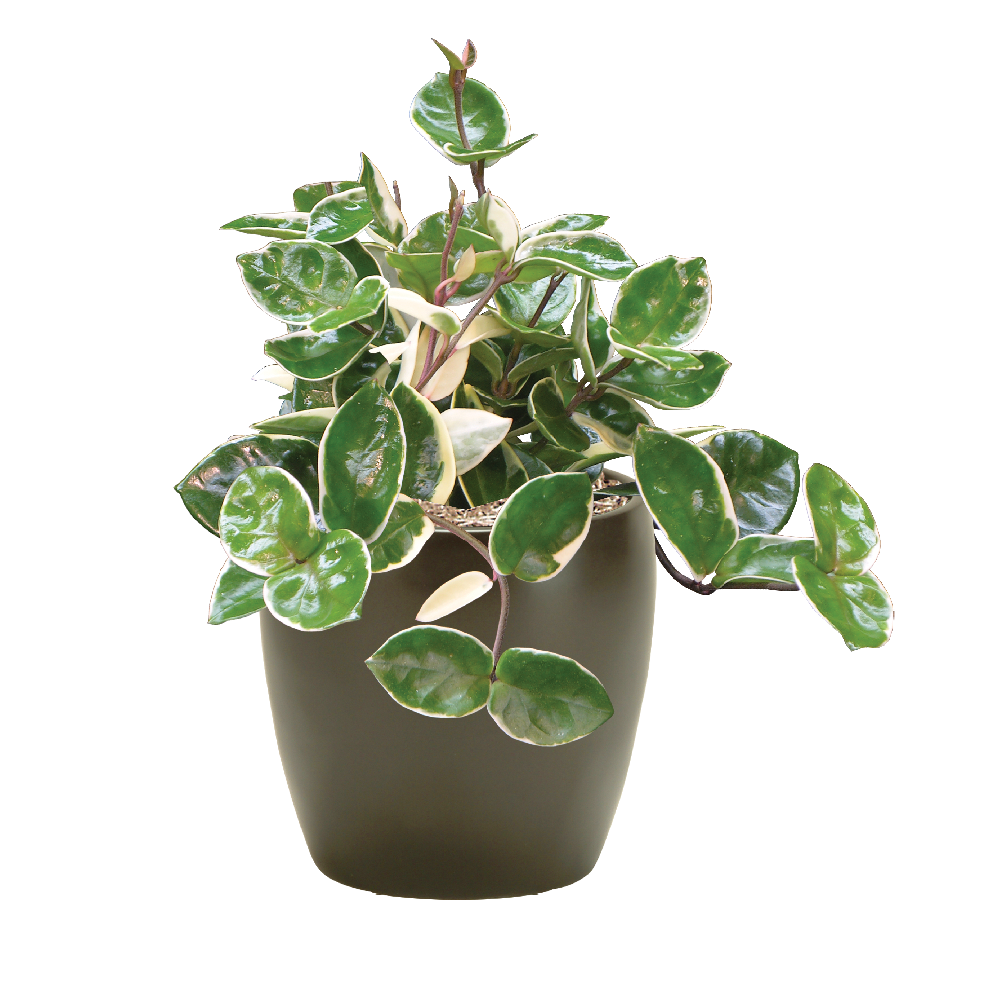 Indoor Hoya Ivy Plant Care, Water, Sunlight Guide Plantscape LIVE