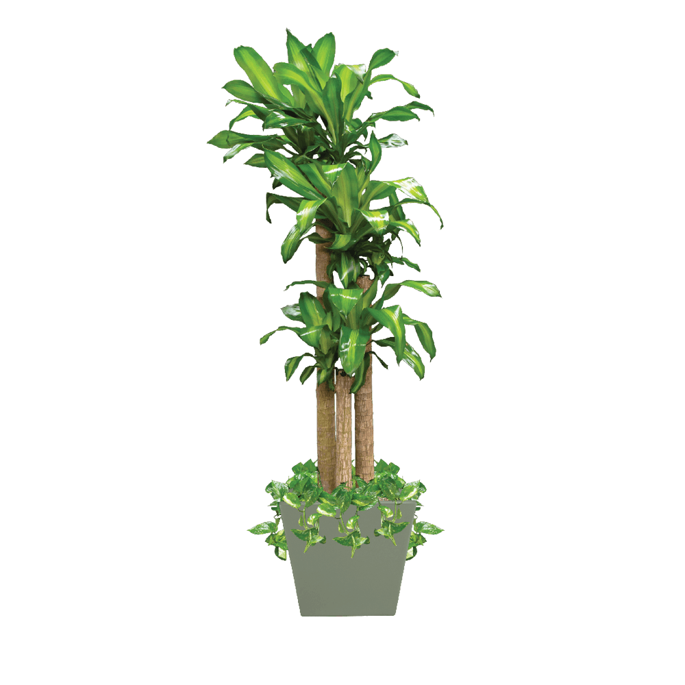 Dracaena Corn Cane Plant Care, Water, Sunlight Guide Plantscape LIVE