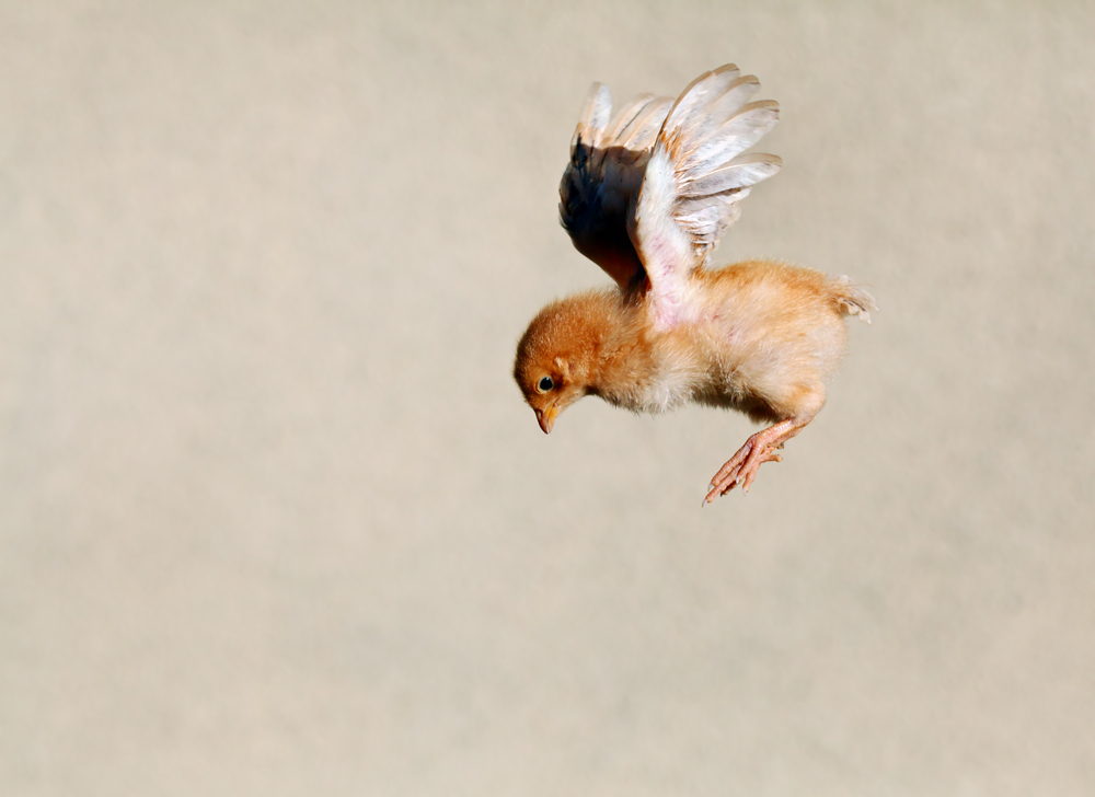 Time To fly A Guide to Letting Go Plantscapers