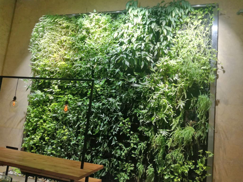 Unlocking the Power of Green Living Walls with Plantscapes Plantscapes