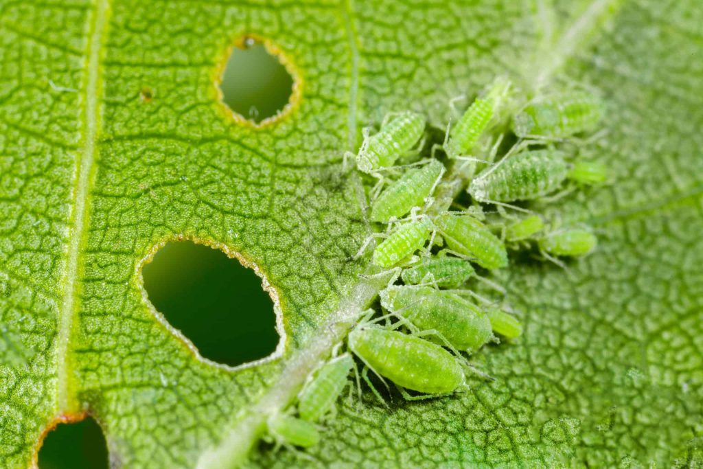 From Bane to Beauty Managing Pests and Plant Diseases in indoor Plants